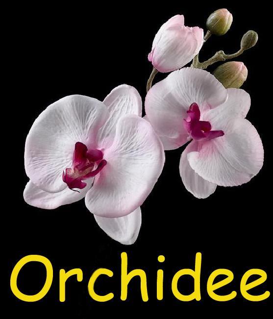 Orchidee Lägenhet Comines-Warneton Exteriör bild